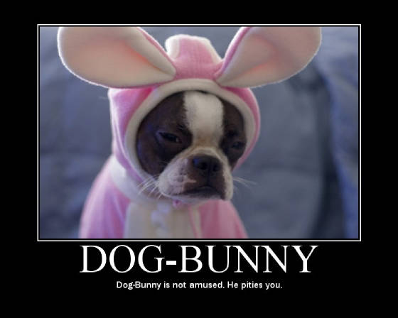 dog-bunny.jpg